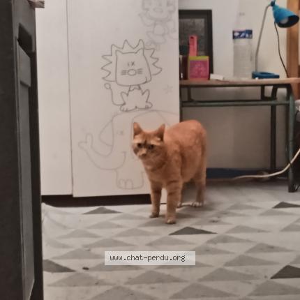 Foto 1/1 Pippin Chat perdido en Champtoceaux