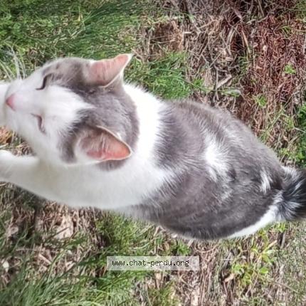 Foto 1/1 OASIS Chat perdido en Carnoules