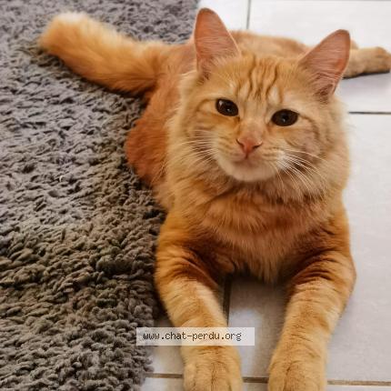 Foto 1/1 Nina Chat perdido en St fons