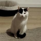 Foto del gato perdido en Fontaine