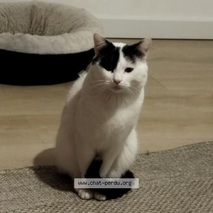 Foto 1/1 Toto Chat perdido en Fontaine