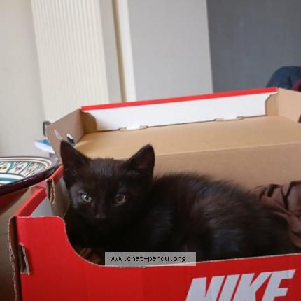 Foto 1/1 Gato encontrado Encontrado en Cholet