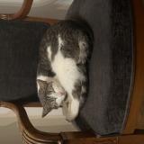 Foto del gato perdido en Val De Meuse Montigny Le Roi