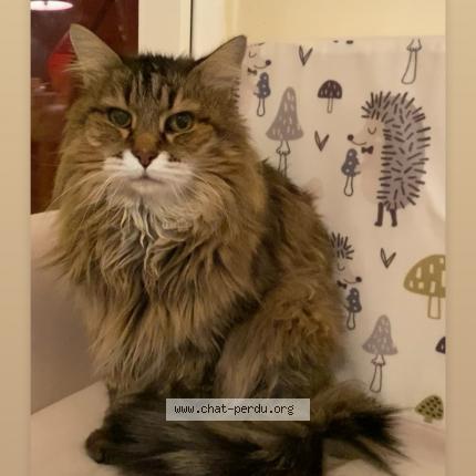 Foto 1/1 Moustache Chat perdido en Saint andre de cubzac