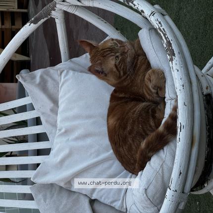 Foto 1/1 Ralf Chat perdido en Toulon