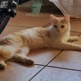 Foto de gato encontrado en Saint Laurent De La Pree