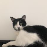 Foto del gato perdido en Saint Germain Au Mont D Or