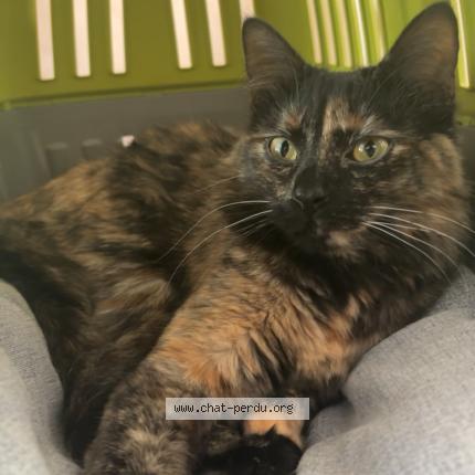 Foto 1/1 Tycha Chat perdido en Voiron