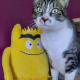 Foto del gato perdido en Saint Benoist Sur Mer