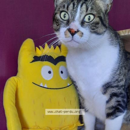 Foto 1/2 Kiwi Chat perdido en Saint benoist sur mer