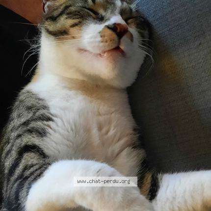 Foto 2/2 Kiwi Chat perdido en Saint benoist sur mer