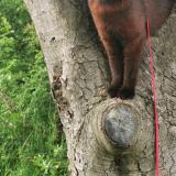 Foto del gato perdido en Oullins