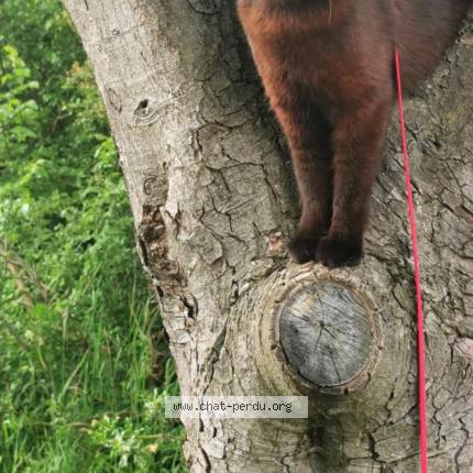 Foto 1/1 K&atilde;sw&atilde;&acirc;d Chat perdido en Oullins