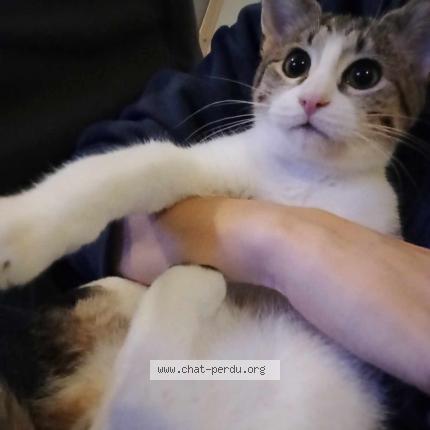 Foto 1/1 Buzz Chat perdido en Cransac