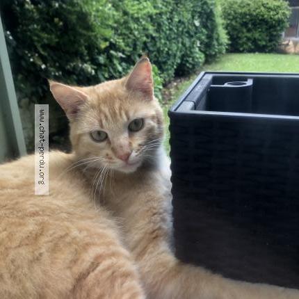 Foto 1/1 Simba Chat perdido en Le chesnay