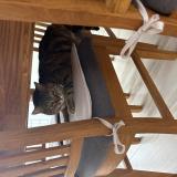 Foto del gato perdido en Gudmont Villiers