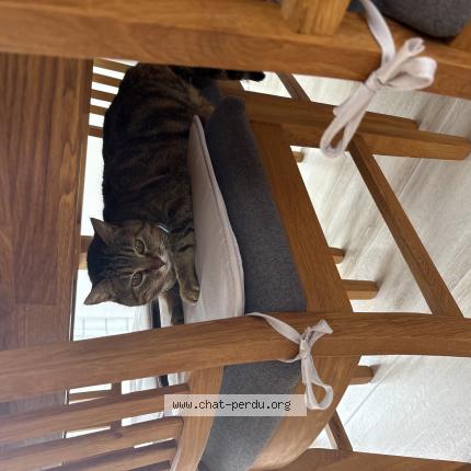 Foto 1/1 Milka Chat perdido en Gudmont villiers