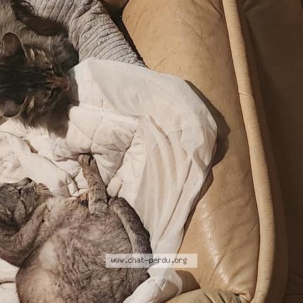 Foto 1/1 Gato encontrado Encontrado en Brehan