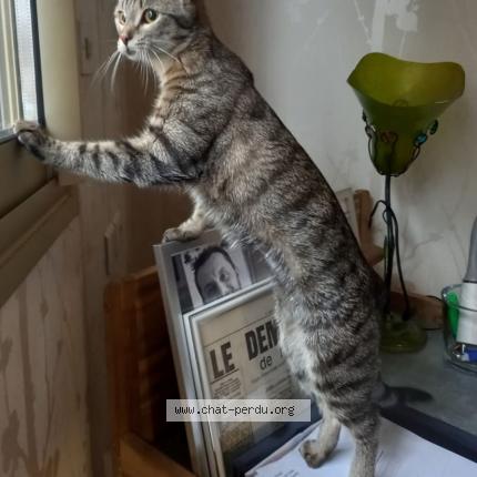 Foto 1/1 Edith Chat perdido en Jussy