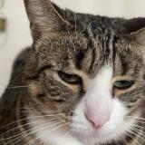 Foto del gato perdido en Mureaumont