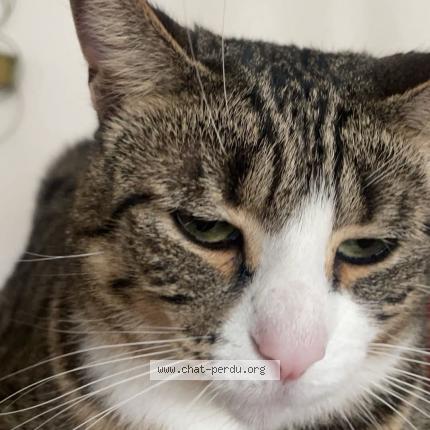 Foto 1/1 Rubis Chat perdido en Mureaumont