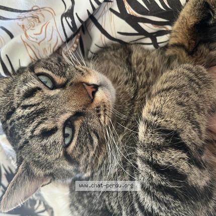 Foto 1/1 Stromae Chat perdido en St laurent des vignes