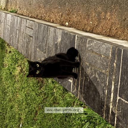 Foto 1/1 Gato encontrado Encontrado en Trelaze