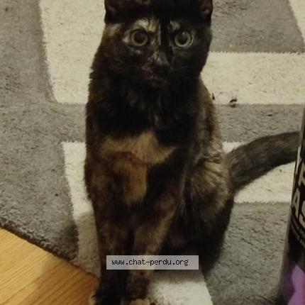 Foto 1/1 Tina Chat perdido en Vaulx en velin