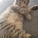 Foto del gato perdido en Saint Andre De La Roche