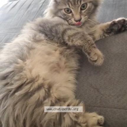 Foto 1/1 Yuki Chat perdido en Saint andre de la roche