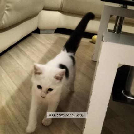 Foto 1/1 Shadow Chat perdido en Mazeres lezons