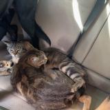 Foto del gato perdido en Draguignan