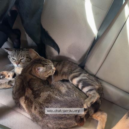 Foto 1/1 Osiris Chat perdido en Draguignan