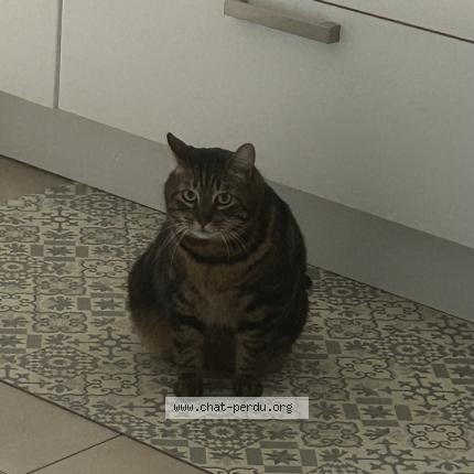 Foto 1/1 Donut Chat perdido en Chateau thierry