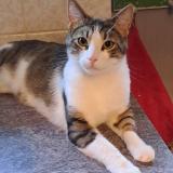 Foto del gato perdido en Hatten