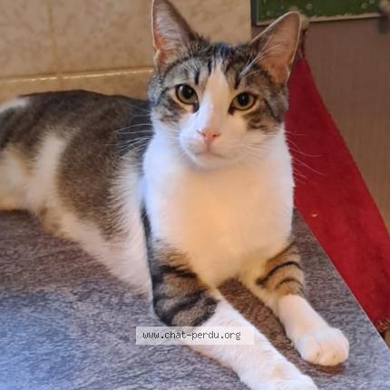 Foto 1/1 TOMMY Chat perdido en Hatten