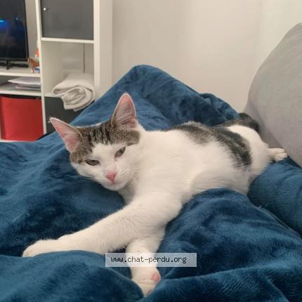 Foto 1/1 Storm Chat perdido en Argentre