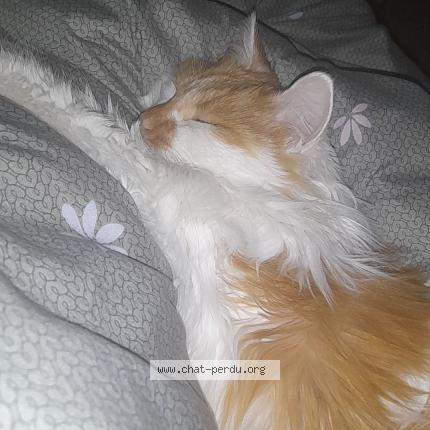 Foto 1/1 Nanoucha Chat perdido en St chamond