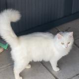 Foto del gato perdido en Objat