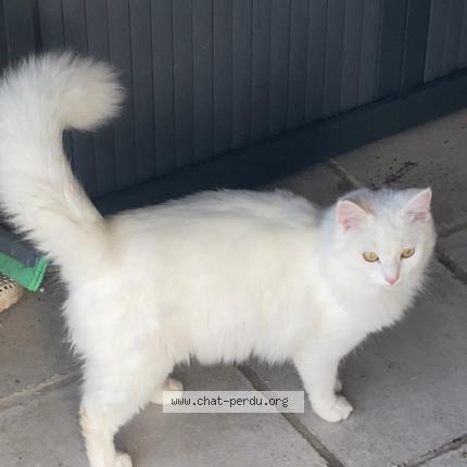 Foto 1/1 Nuage Chat perdido en Objat