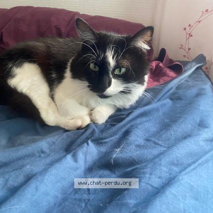 Foto 1/1 Montagna Chat perdido en Villiers saint frederic