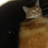 Foto del gato perdido en Nantes