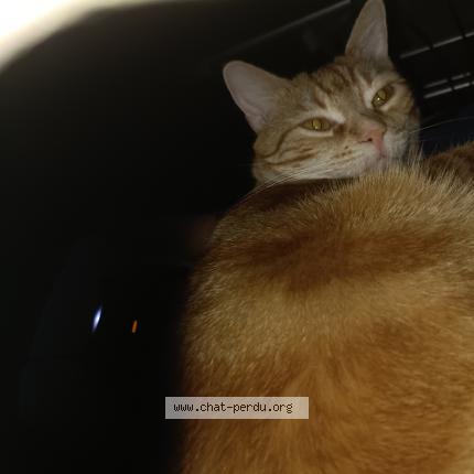 Foto 1/1 Berlioz Chat perdido en Nantes