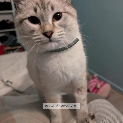 Foto 1/1 Suzanne Peltier Chat perdido en 22600 loudeac