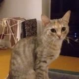 Foto del gato perdido en Lyon