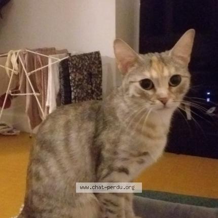 Foto 1/1 Sya Chat perdido en Lyon