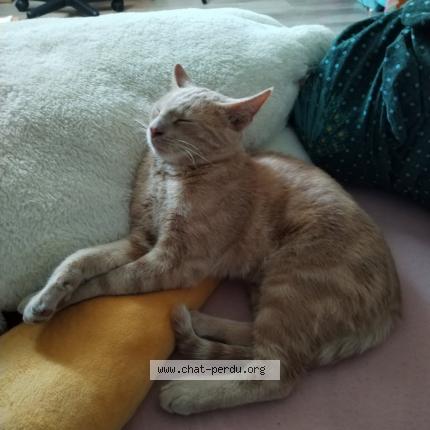 Foto 1/3 Choopa Chat perdido en La suze sur sarthe