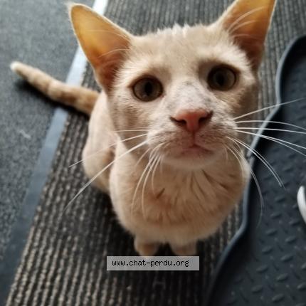 Foto 2/3 Choopa Chat perdido en La suze sur sarthe