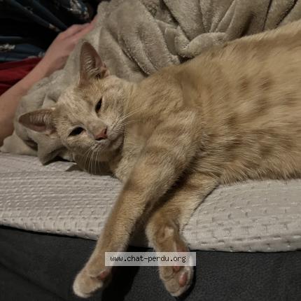 Foto 3/3 Choopa Chat perdido en La suze sur sarthe