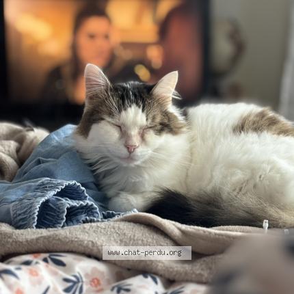 Foto 1/1 Romeo Chat perdido en Messery